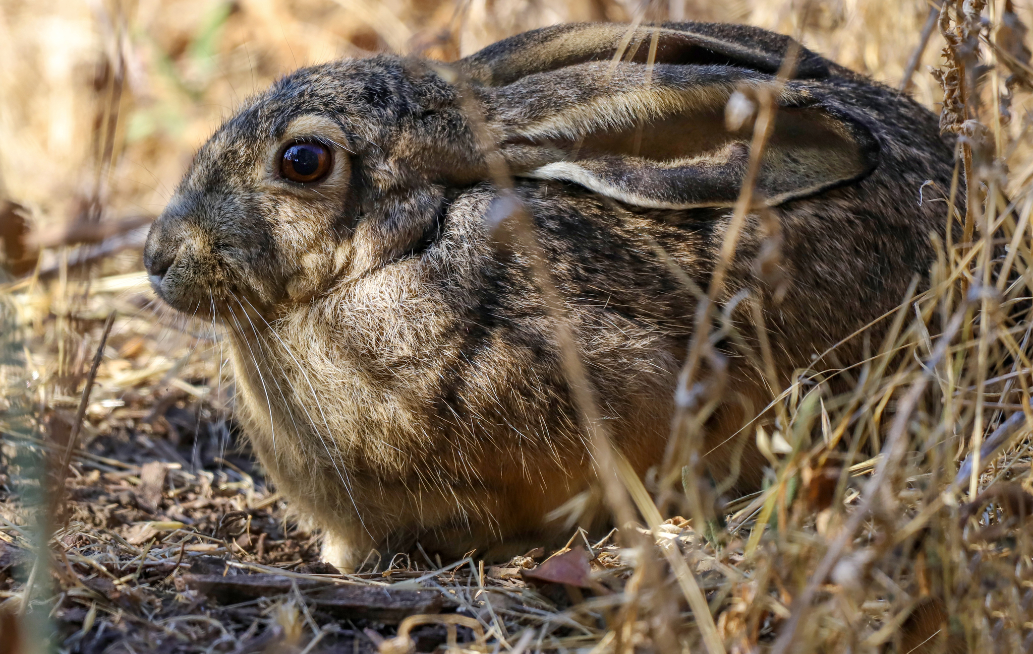 lepus californicus kafatası