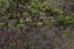 Baccharis steetzii