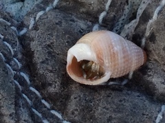 Nassarius perpinguis