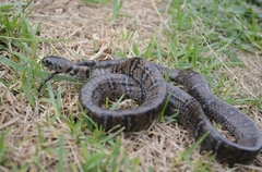 Highland Snail-Eater photo 2