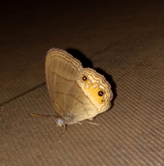 Splendeuptychia tupinamba