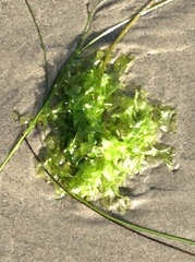 Ulva californica