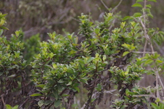 Baccharis steetzii
