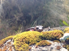 Pseudoeurycea melanomolga