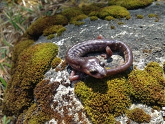 Pseudoeurycea melanomolga