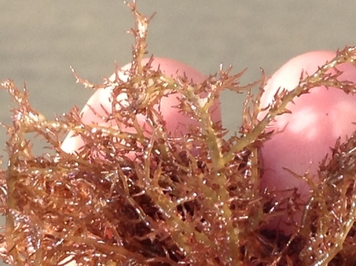 Hypnea valentiae observed 2017-09-21