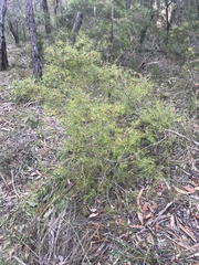 Persoonia nutans