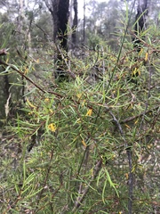 Persoonia nutans