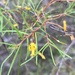 Persoonia nutans - Photo (c) polyscias099, algunos derechos reservados (CC BY-NC)
