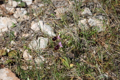 Ophrys ferrum-equinum