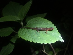 Chiropterotriton lavae