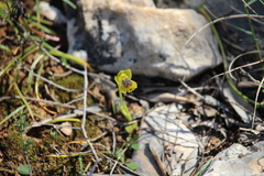 Ophrys sicula