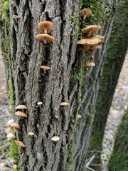 Armillaria novae-zelandiae