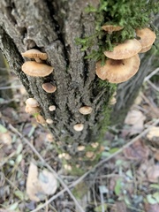 Armillaria novae-zelandiae