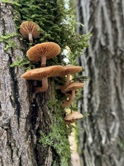 Armillaria novae-zelandiae