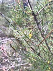 Persoonia nutans