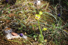 Ophrys sicula