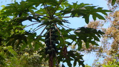 Vasconcellea pubescens image