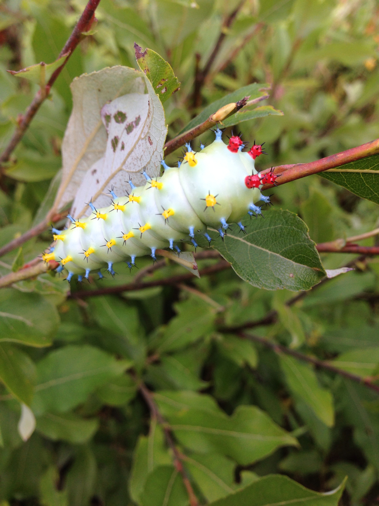 Cecropia Moth (DenverBoulder Metro Area Butterflies and Moths