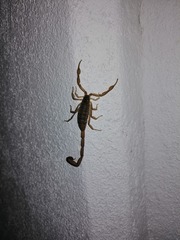 Centruroides infamatus