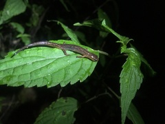 Chiropterotriton lavae