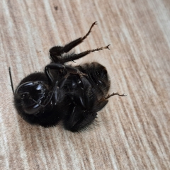 Bombus volucelloides