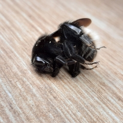 Bombus volucelloides