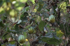Polyclathra cucumerina