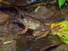 Limnonectes microdiscus
