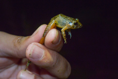 Limnonectes microdiscus