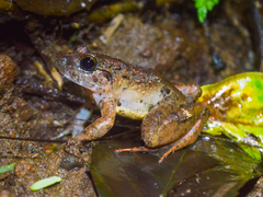 Limnonectes microdiscus