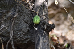Polyclathra cucumerina