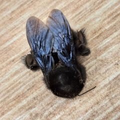 Bombus volucelloides