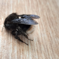 Bombus volucelloides