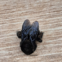 Bombus volucelloides