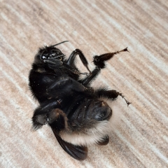 Bombus volucelloides