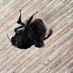 Bombus volucelloides