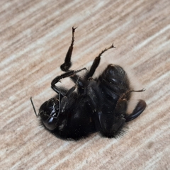 Bombus volucelloides