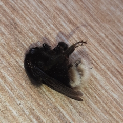 Bombus volucelloides