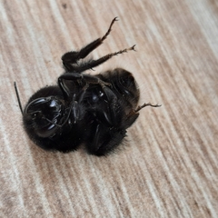 Bombus volucelloides