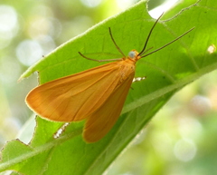 Eubaphe
