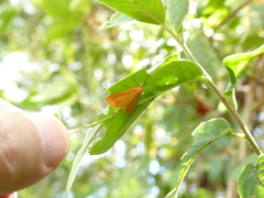 Eubaphe