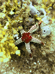 Fromia nodosa