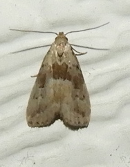Hypenodes franclemonti