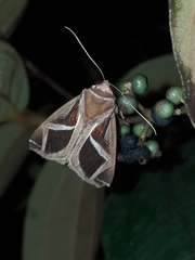 Calyptis iter