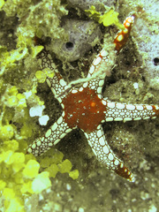 Fromia nodosa
