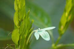 Ecbolium ligustrinum