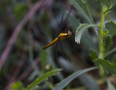 Erythrodiplax connata