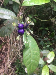 Psychotria laciniata