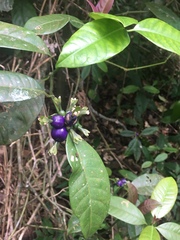 Psychotria laciniata